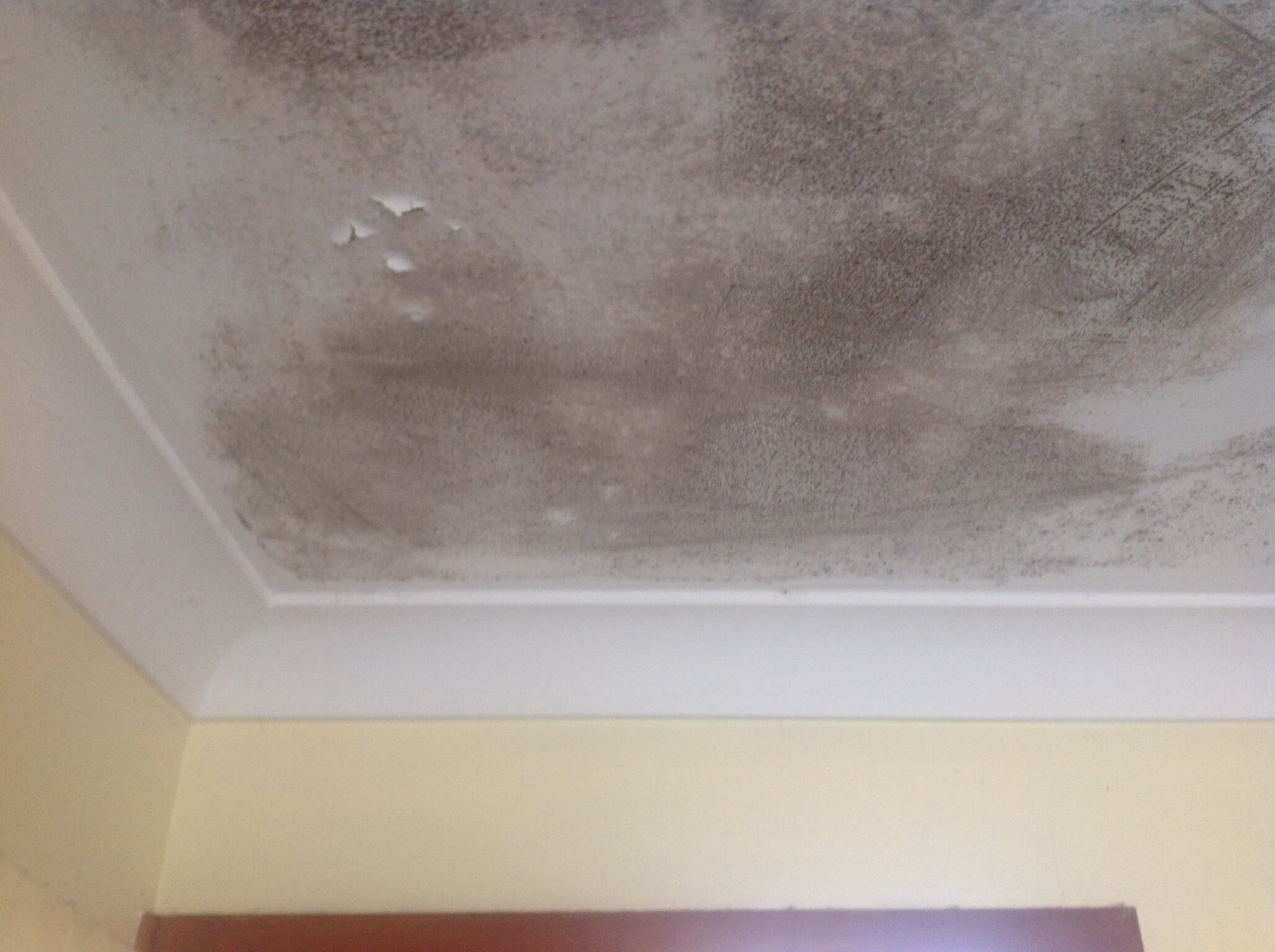 Mould Remediation & Removal - Top Rated Services - The Mould Group