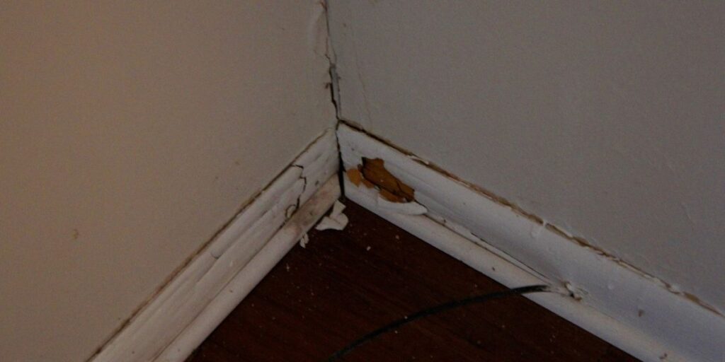 Hidden Menace of Mould Inside Wall Cavities